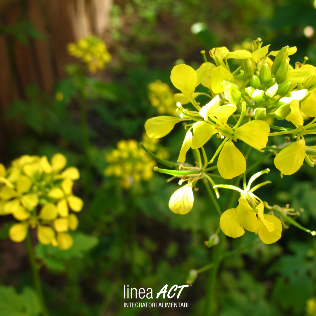 Rimedi per mal di gola e tosse: alla scoperta dell’erisimo 