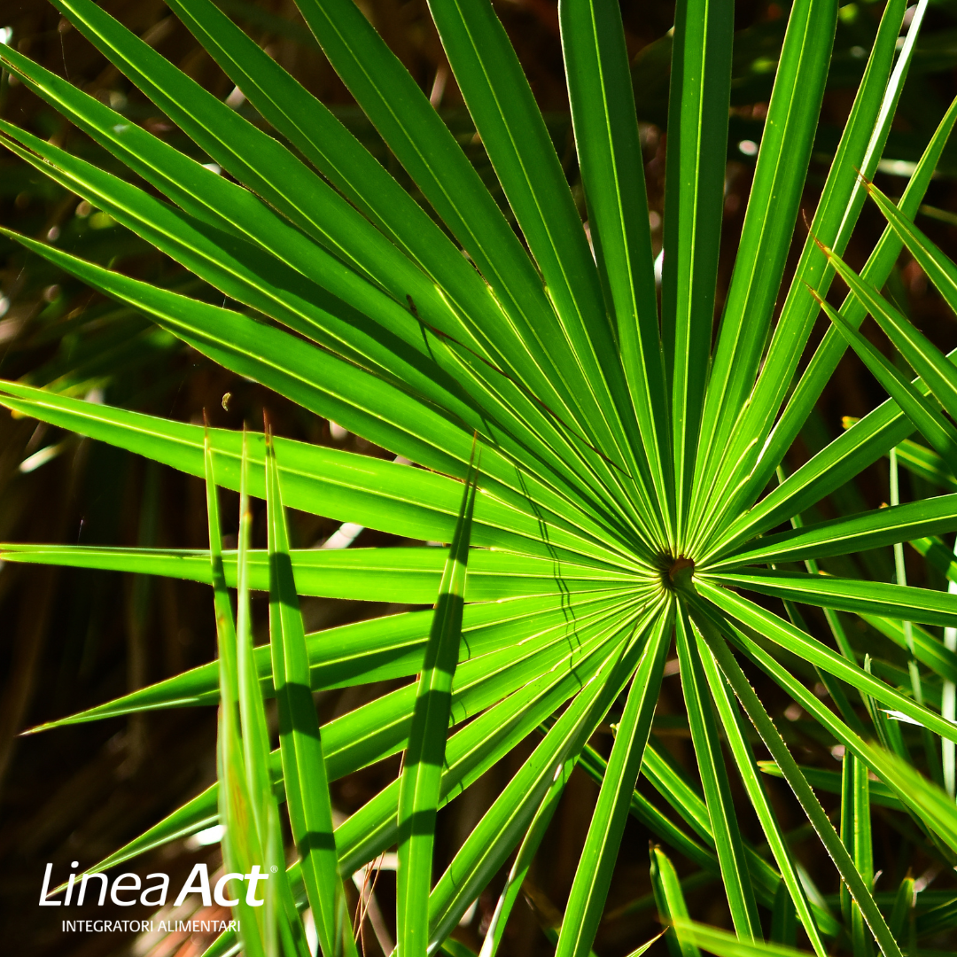 Serenoa repens: proprietà, benefici per la prostata e altre indicazioni d'uso